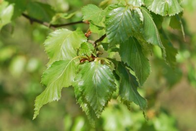 Betula ermanii - bříza Ermanova - listy